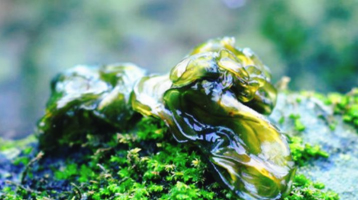 享游渭河源丨舌尖上的渭河源，野菜飄香的春日盛宴