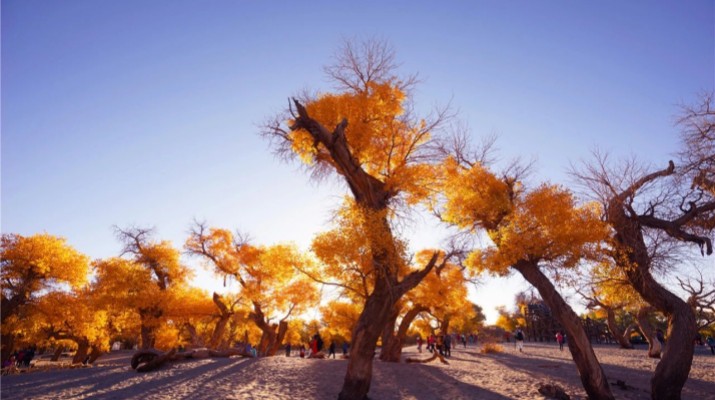 踏歌而行，文旅融合綻芳華——甘肅文旅產(chǎn)業(yè)集團(tuán)六年發(fā)展紀(jì)實(shí)
